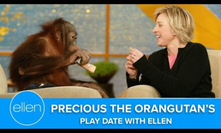 Ellen Degeneres Has a Hilarious Chat with Precious the Orangutan on her Talk Show
